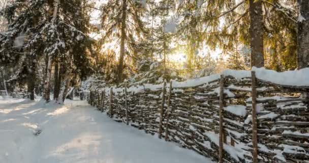 Cinemagraph, 4 k, 겨울 숲에서 떨어지는 눈 루프 — 비디오