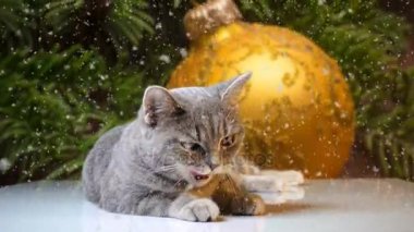 Kedi arasında yılbaşı ağacı süsleri, yılbaşı küreler yatıyor.