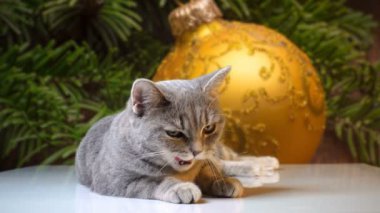 Kedi arasında yılbaşı ağacı süsleri, yılbaşı küreler yatıyor.