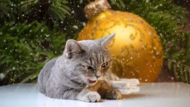 Kočka se nachází mezi vánoční ozdoby, nový rok koule