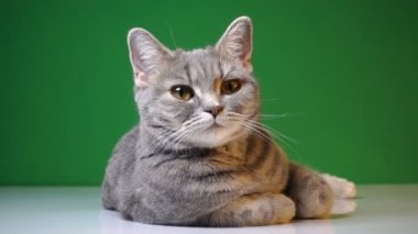 chroma anahtar arka plan üzerinde güzel kedi