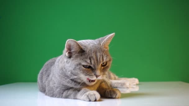 Hermoso gato en un fondo de croma key — Vídeos de Stock
