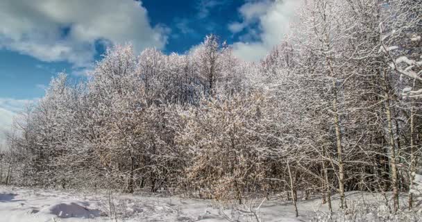 CINEMAGRAPH, 4k, falling snow in the winter forest, loop — Stock Video