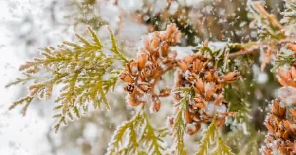 Cinemagraph, 4k, fallande snö i skogen vinter, slinga — Stockvideo