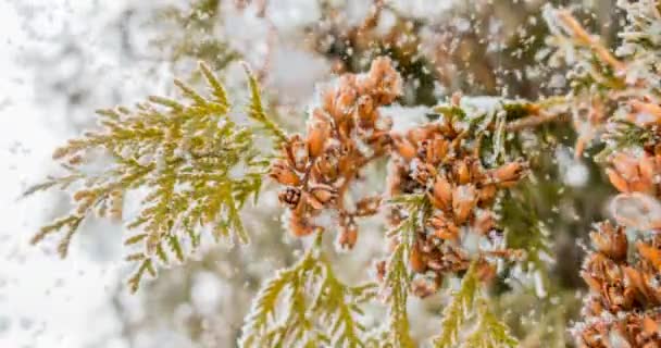 CINEMAGRAPH, 4K, queda de neve na floresta de inverno, loop — Vídeo de Stock