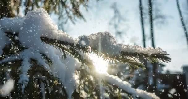 Cinemagraph, 4k, fallande snö i skogen vinter, slinga — Stockvideo