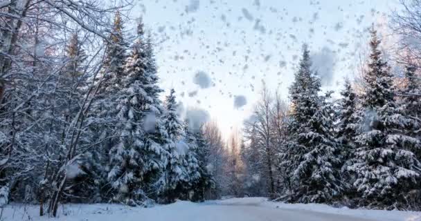 Cinemagraph, 4 Кбайт, падіння снігу в зимовий ліс, петля — стокове відео