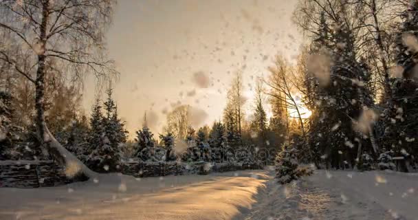 Cinemagraph, 4k, düşen kar kış ormanın içinde döngü — Stok video
