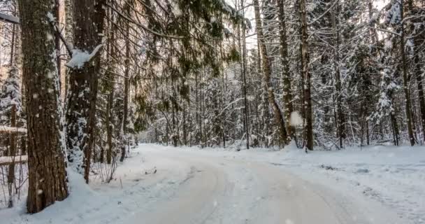 Cinemagraph, 4k, fallande snö i skogen vinter, slinga — Stockvideo