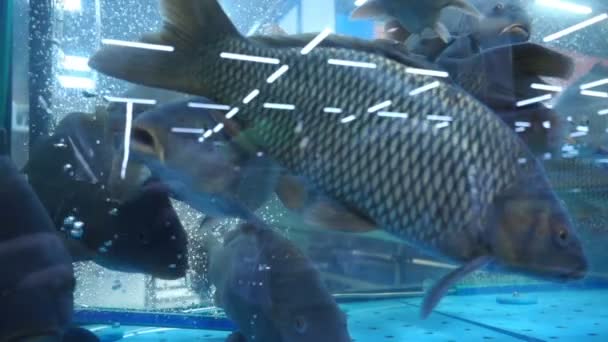 Levende grote vis afkomstig van de rivier achter glas winkel aquarium, slow-motion — Stockvideo