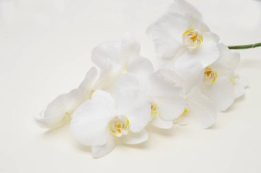 Beyaz orkidenin romantik dalı
