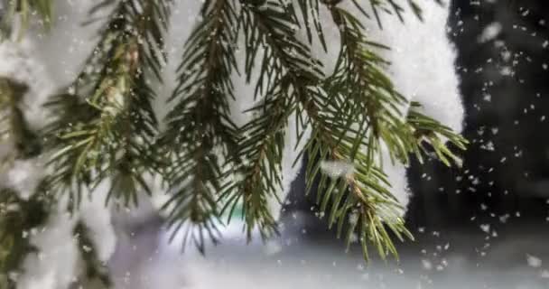 Cinemagraph, krásný večer lesní krajina pod sněhem, video smyčky — Stock video
