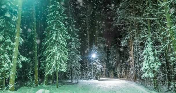 CINEMAGRAPH, красивий вечірній лісовий пейзаж зі снігом, відео петля — стокове відео