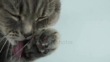 kedi çamaşır onun dilini, yakın çekim, süper ağır çekim