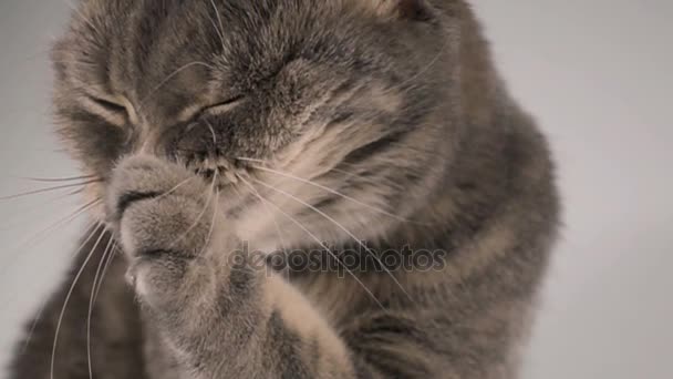 Katten är att tvätta hennes tunga, närbild, super slow motion — Stockvideo
