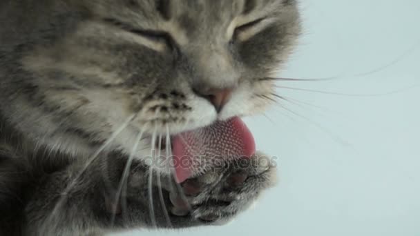 Gatto si sta lavando la lingua, primo piano, super slow motion — Video Stock