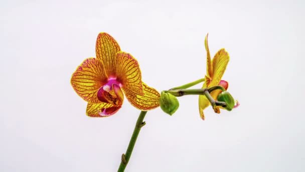 orchidée dissoudre leurs fleurs sur un fond blanc. Temps écoulé, 4k 