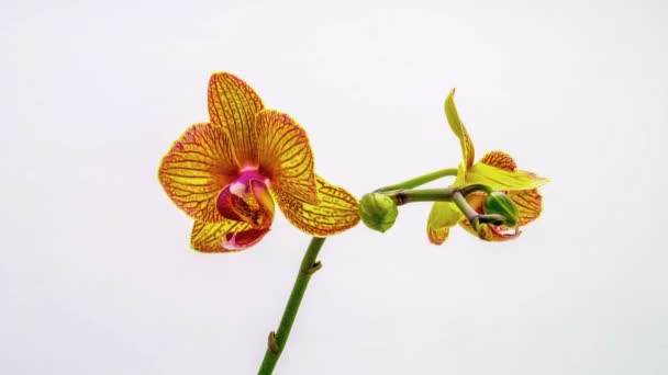 orchidée dissoudre leurs fleurs sur un fond blanc. Temps écoulé, 4k 