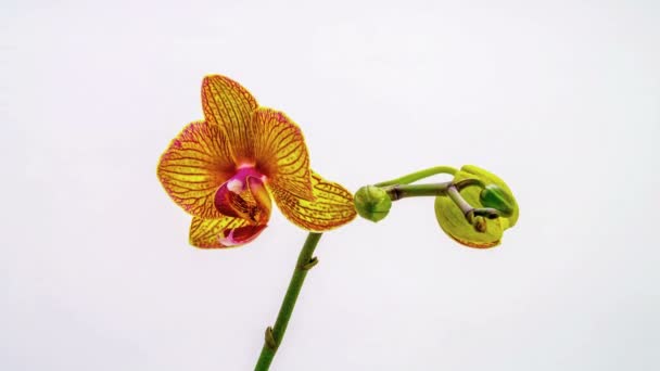 Orquídea disuelve sus flores sobre un fondo blanco. Tiempo transcurrido, 4k — Vídeo de stock