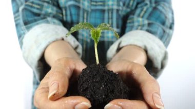 Toprak büyüyen genç bitki ile avuç. Kavram ve büyüme, bakım, sürdürülebilirlik, dünya, ekoloji ve yeşil çevreyi korumak sembolü. eller.