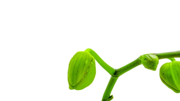 Orquídea disuelve sus flores sobre un fondo blanco. Tiempo transcurrido, 4k — Vídeo de stock