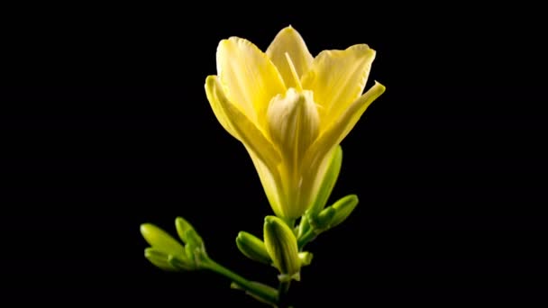 Timelapse d'une fleur de lys jaune fleurissant et s'estompant sur fond noir 