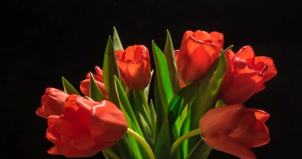 Timelapse of red tulip flower blooming on black background — Stock Video