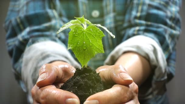 Handvol bodem met jonge Plant groeit. Concept en symbool van groei, zorg, duurzaamheid, bescherming van de aarde, ecologie en groen milieu. vrouwelijke handen. — Stockvideo