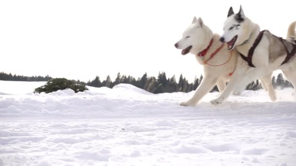 Hunde, die von Hunden geschirrt werden, züchten Huskys, die mit Menschen Schlitten ziehen, Zeitlupe — Stockvideo