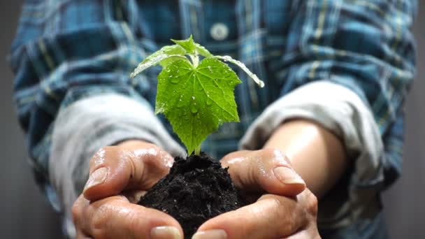 Χούφτα χώμα με νεαρό φυτό αυξάνεται. Έννοια και σύμβολο της ανάπτυξης, την περίθαλψη, την αειφορία, την προστασία του περιβάλλοντος της γης, την οικολογία και την πράσινη. Γυναικεία χέρια. — Αρχείο Βίντεο