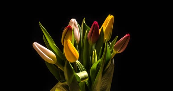 Timelapse vörös tulipán virág virágzik a fekete háttér