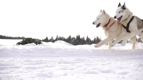 Dogs harnessed by dogs breed Husky pull sled with people, slow motion — Stock Video