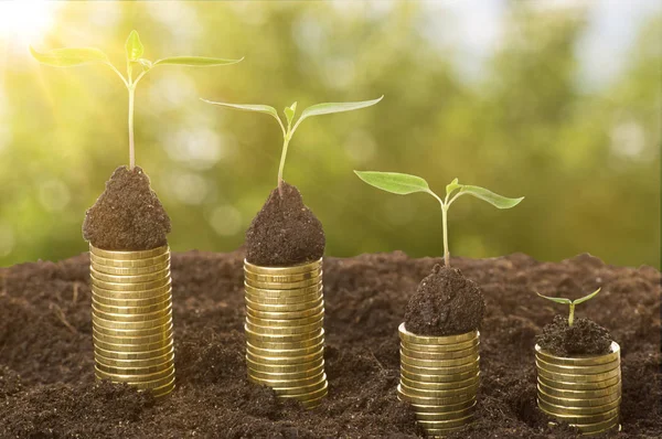 Arany érmék a nap sugarai és fiatal növények és a talaj. Pénz növekedési koncepció. — Stock Fotó