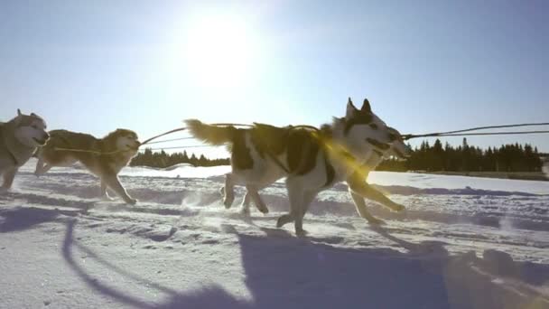 Hunde, die von Hunden eingespannt werden, züchten Huskys, die Schlitten mit Menschen ziehen, Zeitlupe, Videoschleife — Stockvideo