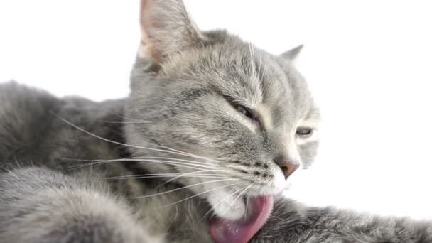 Кошка моет язык, крупным планом, сверхмедленным движением — стоковое видео