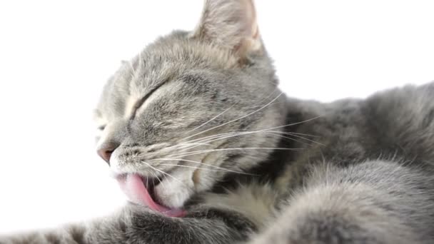 猫は彼女の舌、クローズ アップ、スローモーションを洗ってください。 — ストック動画