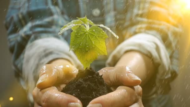 Χούφτα χώμα με νεαρό φυτό αυξάνεται. Έννοια και σύμβολο της ανάπτυξης, την περίθαλψη, την αειφορία, την προστασία του περιβάλλοντος της γης, την οικολογία και την πράσινη. Γυναικεία χέρια. Βίντεο βρόχου — Αρχείο Βίντεο
