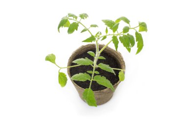 Bir bahçe mala ile bir tencerede genç domates fide