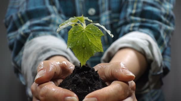 Un puñado de suelos con plantas jóvenes creciendo. Concepto y símbolo de crecimiento, cuidado, sostenibilidad, protección de la tierra, ecología y medio ambiente verde. manos femeninas . — Vídeos de Stock