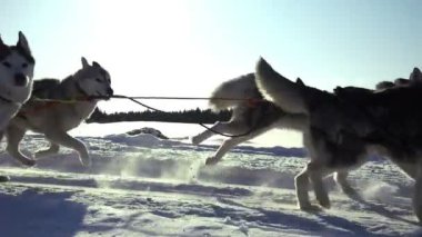 Köpekler köpekler doğurmak Husky çekme kızak tarafından insanlarla, ağır çekim harnessed