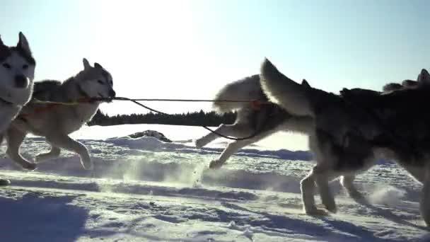 Honden ingezet door hondenras Husky pull slee met mensen, slow-motion — Stockvideo