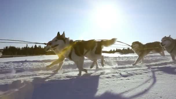 Psy zaprzęgnięte przez psy rasy Husky ciągnąć sanki z ludźmi, zwolnione tempo, pętla wideo — Wideo stockowe