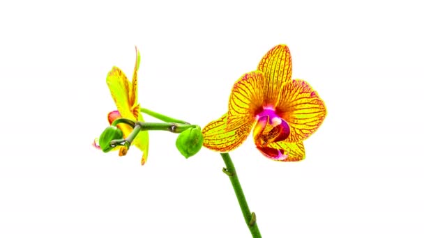 orchidej se rozpustí jejich květy na bílém pozadí. Časová prodleva, 4k