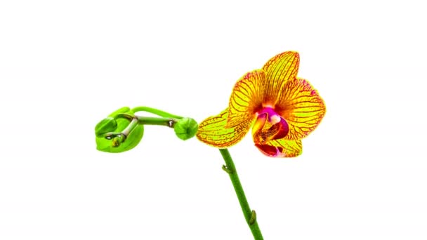 Орхидея растворить свои цветы на белом фоне. Временной промежуток, 4k — стоковое видео