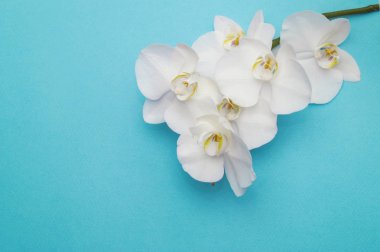 Beyaz orkidenin romantik dalı