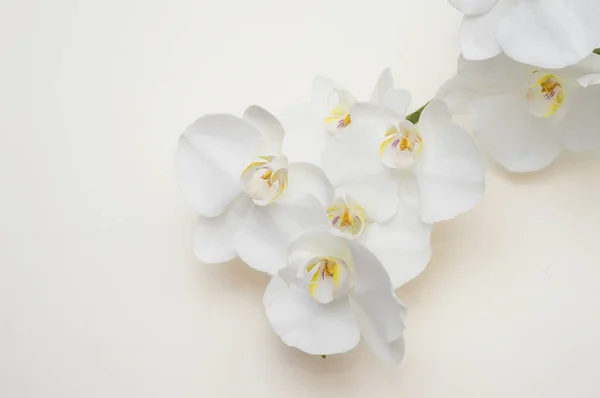 Romantyczna gałąź białej orchidei — Zdjęcie stockowe