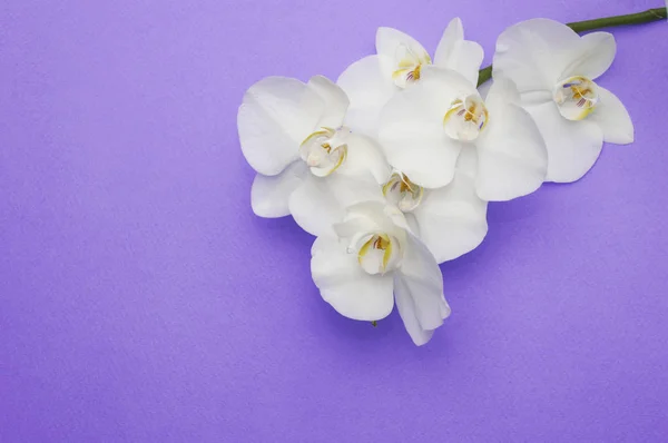 Rama romántica de orquídea blanca — Foto de Stock