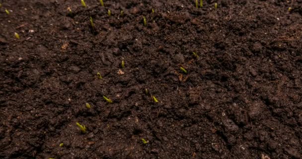 Crecimiento de la hierba, vueltas del tiempo, el concepto del comienzo de una nueva vida — Vídeos de Stock