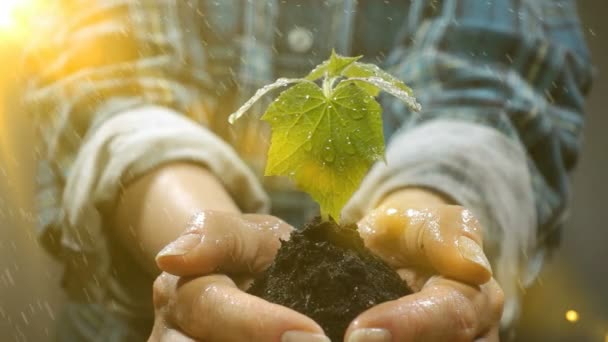 一握りの若い植物の成長と土。コンセプトと成長、ケア、持続可能性、地球、エコロジー、グリーン環境保護のシンボルです。女性の手。ビデオのループ — ストック動画