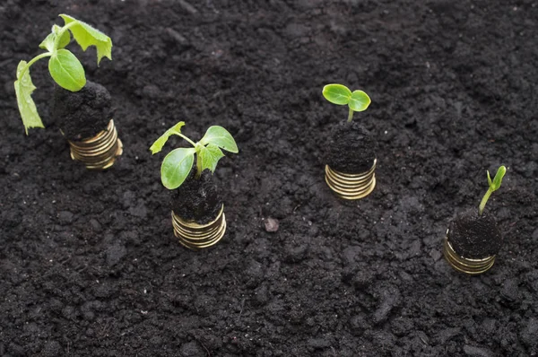 Moedas de ouro no solo com planta jovem . — Fotografia de Stock